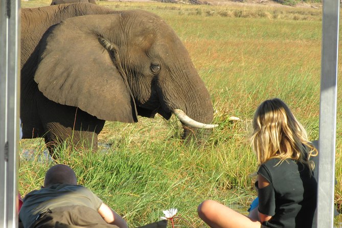 Chobe Day Trip From Victoria Falls Zimbabwe - Reviews