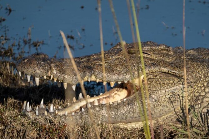 Chobe Day Trip in Botswana - Miscellaneous