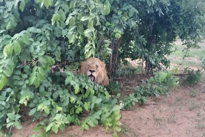 Chobe Day Trip - Reviews