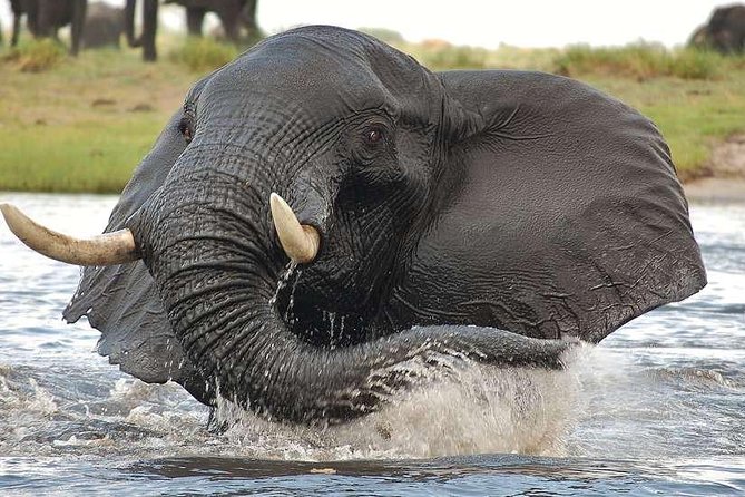Chobe Extended Day Trip From Victoria Falls - Zimbabwe - Inclusions and Logistics