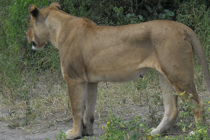 Chobe Full Day Safari Trip - Reviews and Ratings Summary