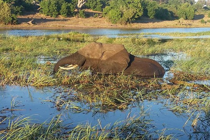 Chobe Full Day Safari With Victoria Falls Sunrise Tour Combo - Safari Experience