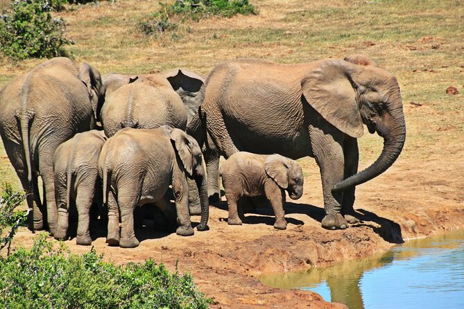 Chobe Full Day Trip - Frequently Asked Questions