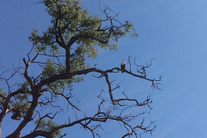 Chobe Full Day Trip - Tour Details