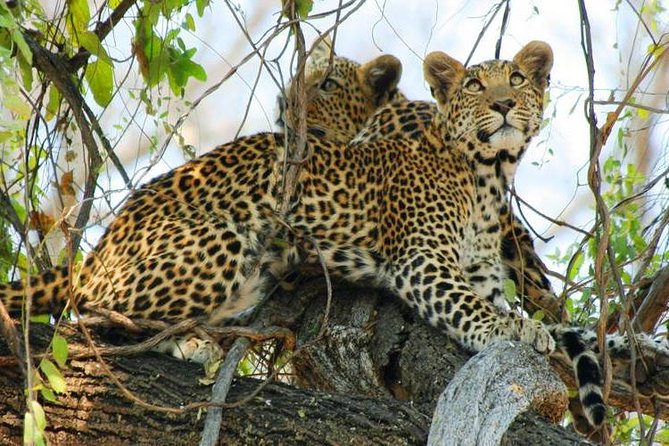 Chobe Full Day Trip From Victoria Falls - Practical Tips