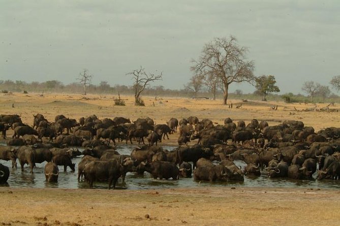 Chobe National Park Full Day Safari (Botswana) - Logistics and Pickup Details