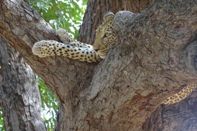 Chobe Safari Experience Day Trip - The Sum Up