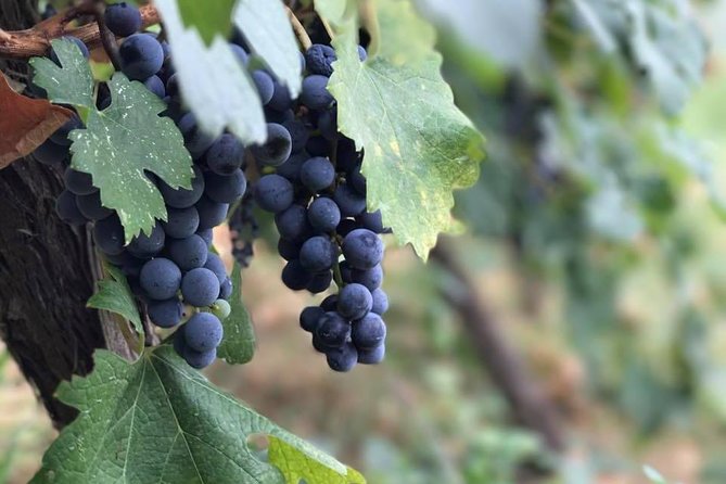 Classing Wine Tasting Tour by Berat City Tours - Booking and Cancellation Policy