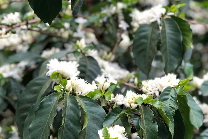 Coffee Farm Tour, Coffee Roasting and Tasting Experience - Pricing and Reservation Details