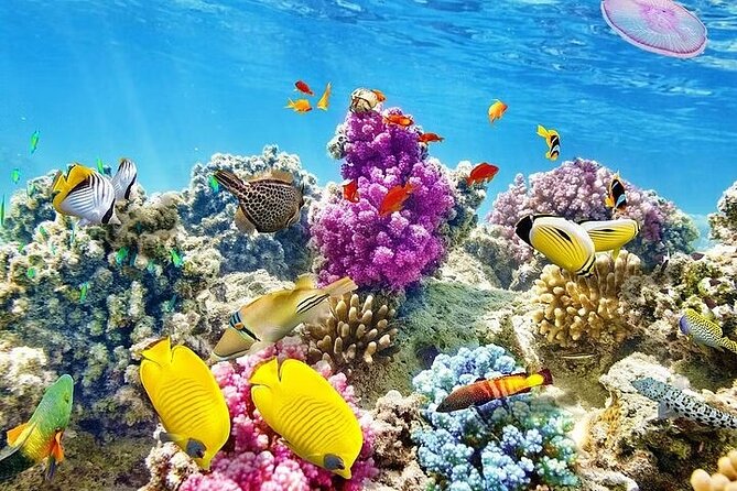 Coral Garden Reefs Snorkeling Boat Trip From Marsa Alam - Reviews