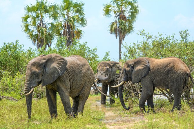 Day Safari Selous Game Reserve From Zanzibar Incl. Flights - Travel Tips