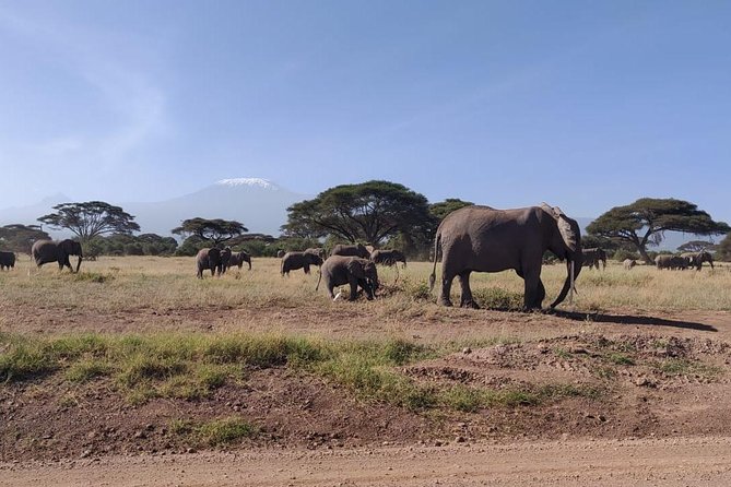 Day Tour to Amboseli National Park - Tour Inclusions