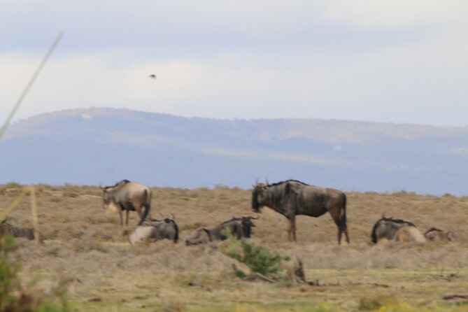 Day Tour to Hells Gate National Park and Optional Boat Ride on Lake Naivasha - Customer Reviews