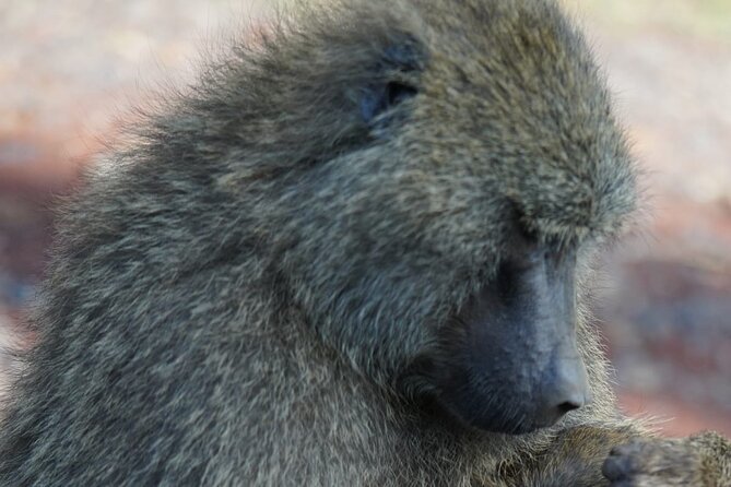 Day Tour To Lake Nakuru Park With Optional Boat Ride on Lake Naivasha - The Sum Up