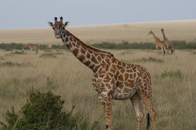 Day Trip - Lake Nakuru National Park Tour From Nairobi - Additional Information