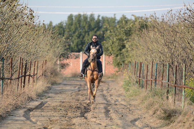 Day Trip: Olive Oil And Wine Museum With Lunch + Horse Riding - Accessibility and Transportation