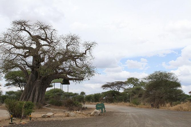Day Trip - Tarangire National Park - Booking Policies