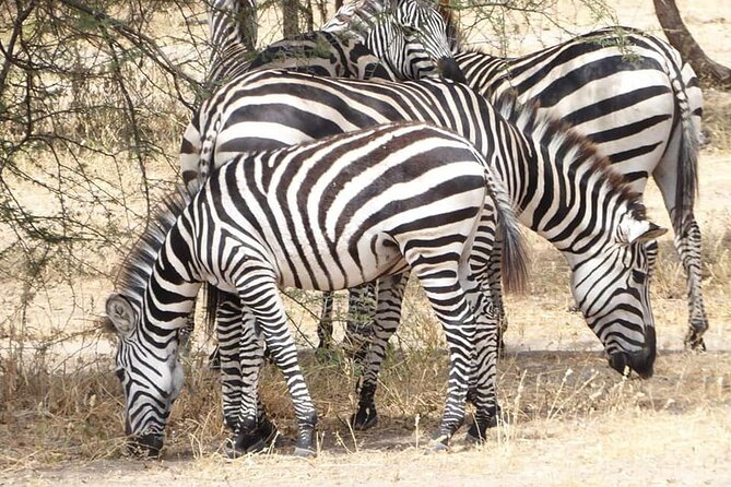 Day Trip To Arusha National Park - Meeting Point and End Point