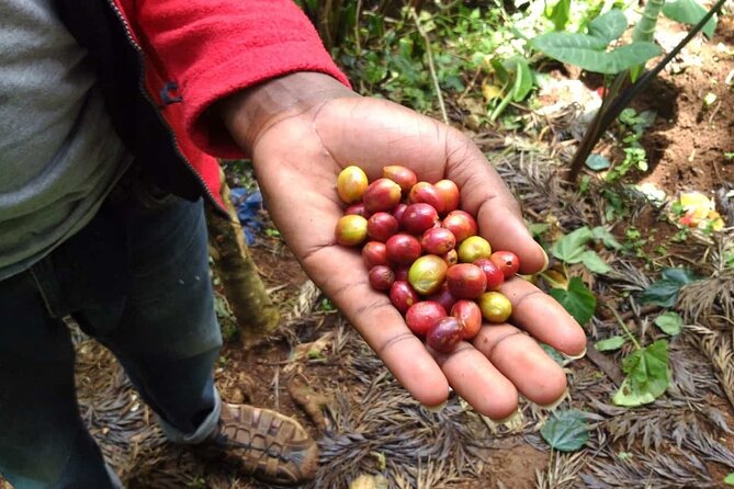 Day Trip to Materuni Waterfall, Coffee Tour and Moshi Nightlife - Tips: Making the Most of Your Experience
