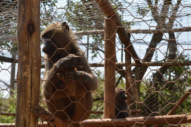 Day Trip To Menagesha Suba Forest - Directions and Recommendations