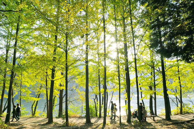 Day Trip to Nami Island With Rail Bike and the Garden of Morning Calm - Travelers Reviews and Ratings