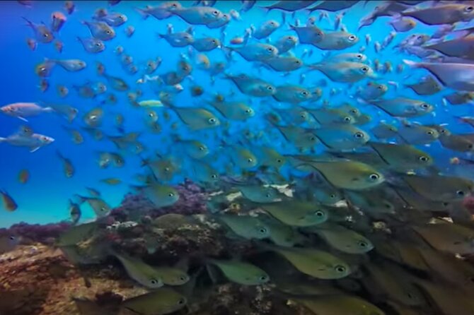 Day Trip to Ponta De Ouro Beach / Dolphin Swim Tour + Snorkel - Frequently Asked Questions
