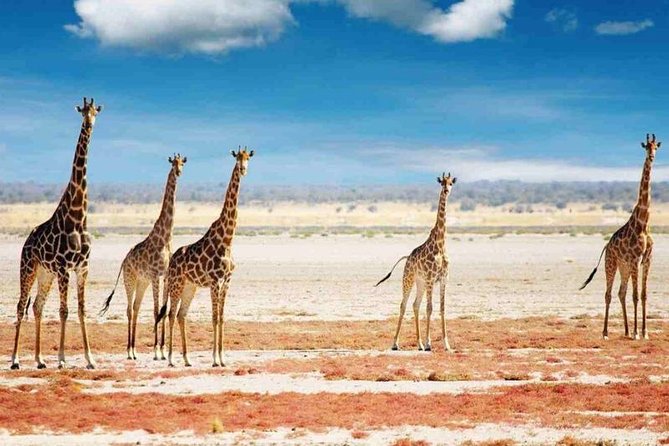 Day Trip to Selous National Park From Zanzibar or Dar Es Salaam - Directions