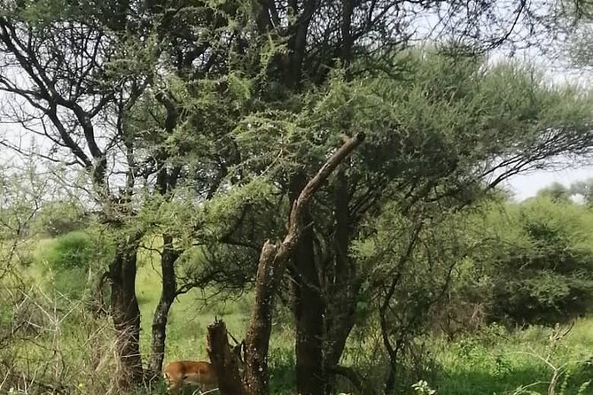 Day Trip to Tarangire National Park From Arusha / Kilimanjaro - Additional Information