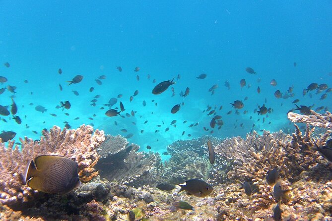 Daymaniyat Island Natural Reserve and Dolphin Watching - Cost, Booking, and Options