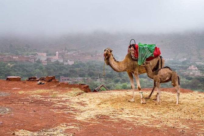Desert Agafay and Atlas Mountains & Camel Ride Day Trip From Marrakech - Accessibility Information