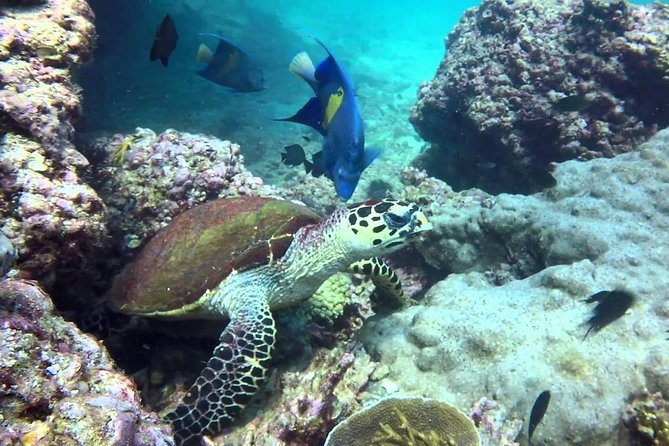 Dimaniyat Island From Muscat - Reviews and Ratings