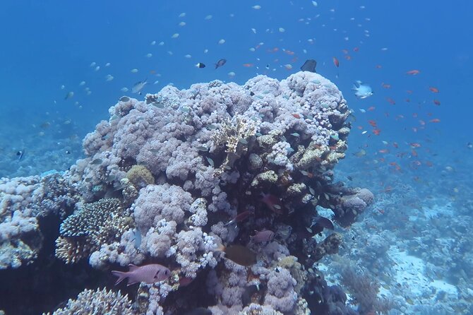 Diving Speed Boat in Marsa Alaam - Meeting & Pickup