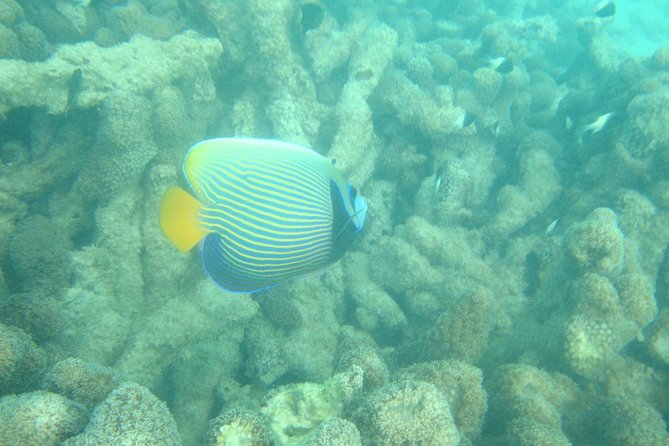Dolphin and Snorkeling Full-Day Tour From Diani Beach, Mombasa - Host Responses