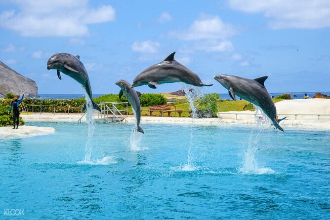 Dolphin Discovery Adventure in Hurghada - Itinerary Highlights