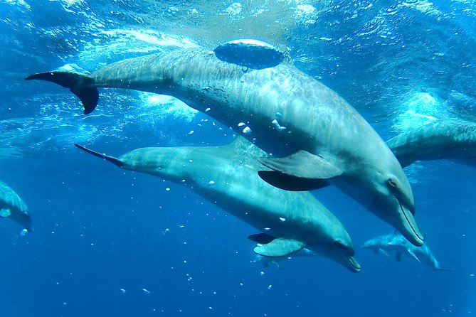 Dolphin House Royal Sea Trip Luxury Boat With Transfer - Hurghada - Pricing and Booking Options