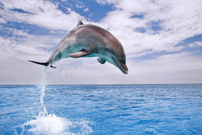 Dolphin House Snorkel and Water Fun Activity With Lunch-Hurghada - The Sum Up