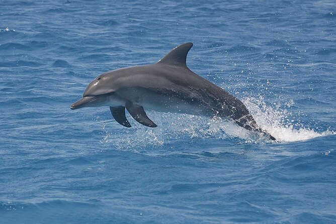 Dolphin & Josani Forest Snorkel Sea Excursion - Zanzibar - Reviews and Feedback