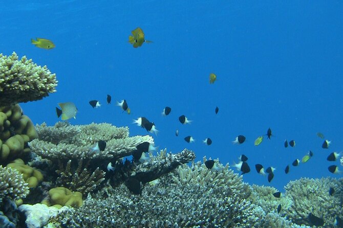Dolphin Reef Trip, Full-Day Boat Trip With Snorkeling and Lunch. - Booking Details