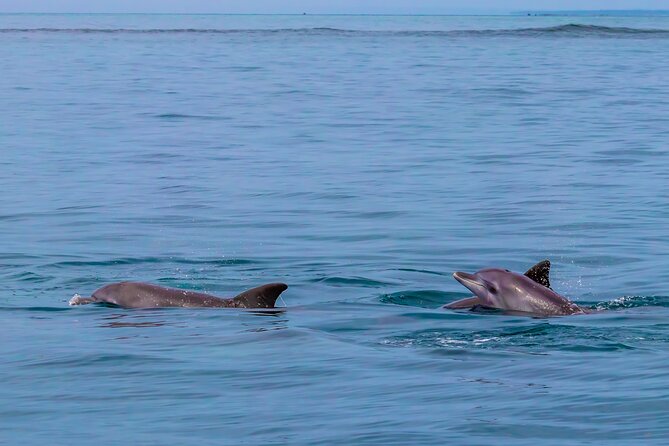 Dolphin Watch & Snorkeling at Kisite Marine Park & Wasini Island - Cancellation & Refund Policy