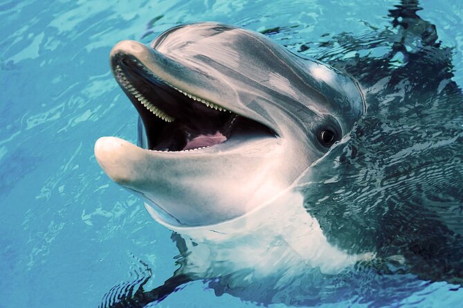 Dolphin Watching - The Sum Up