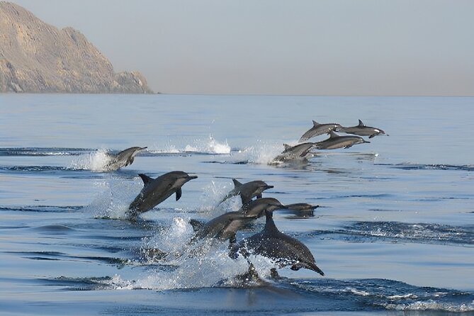 Dolphin Watching and Snorkeling Activity in Muscat - Pricing and Policies