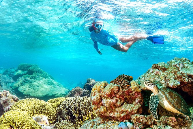 Dolphin Watching and Snorkeling Tour From Muscat - Meeting Points and Directions