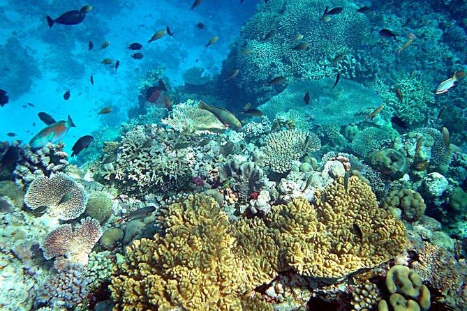 Dolphin Watching & Snorkeling - End Point & Transportation