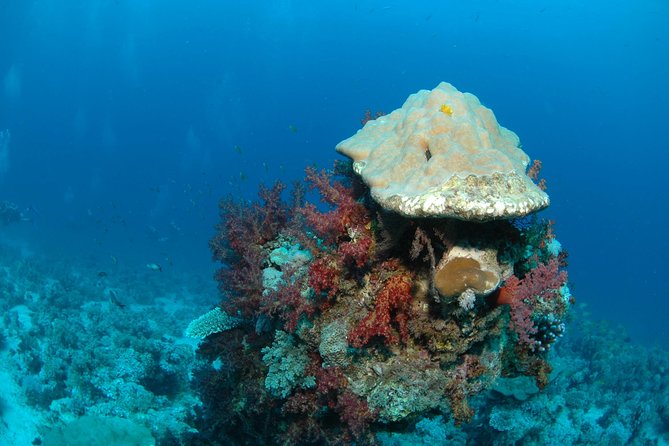 DSD Discover Scuba Diving (Min Age 10 Years) - Pricing and Reservation Details