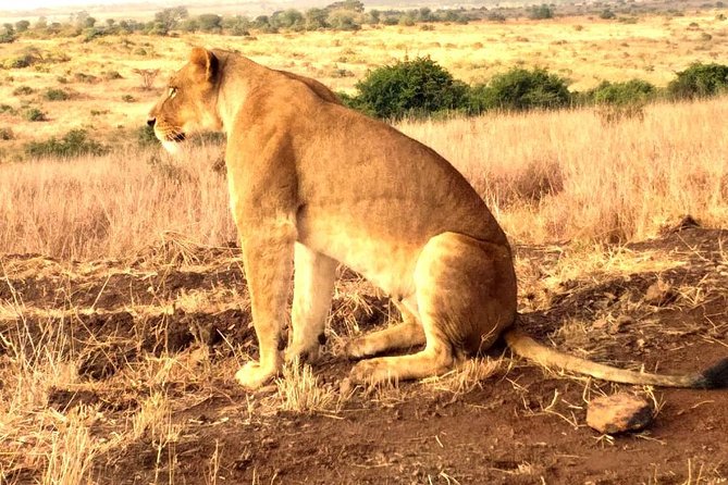 Early Morning Group Joining Mini Safari To Nairobi National Park - Frequently Asked Questions
