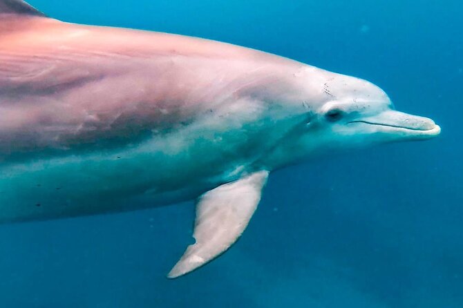 Eco-friendly Dolphin Watching Tour in Mauritius - Booking Information