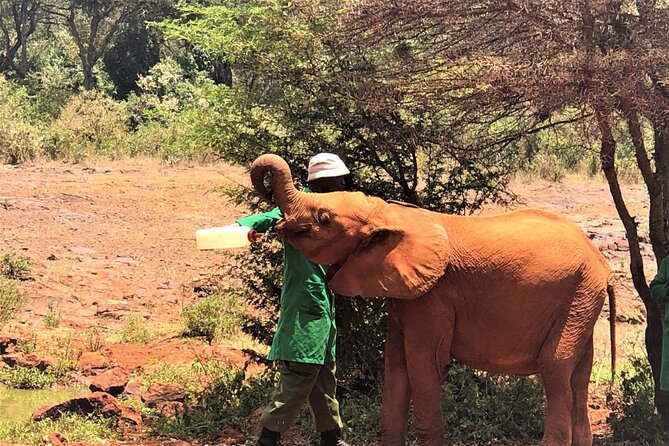 Elephant Orphanage Ticket With Pick up and Drop off - Inclusions in the Ticket