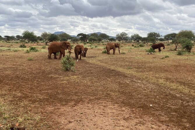 Elephant Safari Tanzania 4 Days **Sustainable Approach to Travel - Sustainable Travel Practices
