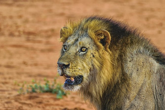 Set out on a Spectacular 2 Days Safari to Tsavo East National Park - Operator Information