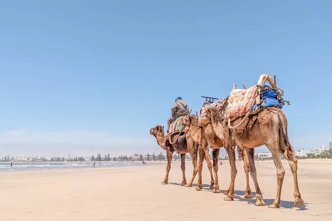 Essaouira Full Day Trip Discovery From Agadir - Summary